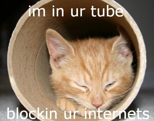 Tube kitten.jpg